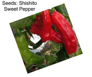 Seeds: Shishito Sweet Pepper