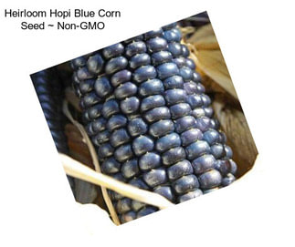 Heirloom Hopi Blue Corn Seed ~ Non-GMO