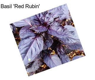 Basil \'Red Rubin\'