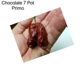 Chocolate 7 Pot Primo