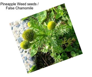 Pineapple Weed seeds / False Chamomile