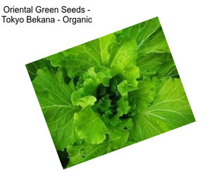 Oriental Green Seeds - Tokyo Bekana - Organic