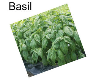 Basil