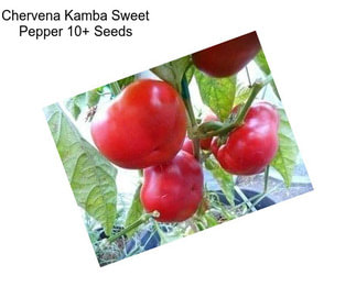 Chervena Kamba Sweet Pepper 10+ Seeds