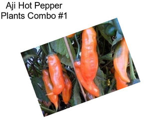 Aji Hot Pepper Plants Combo #1