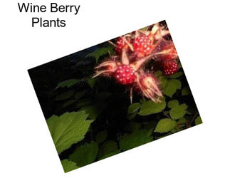 Wine Berry Plants