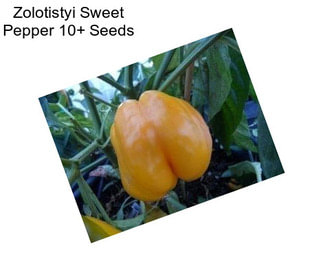 Zolotistyi Sweet Pepper 10+ Seeds