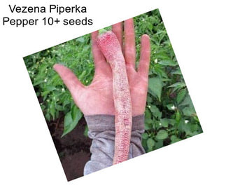 Vezena Piperka Pepper 10+ seeds