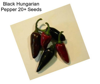Black Hungarian Pepper 20+ Seeds