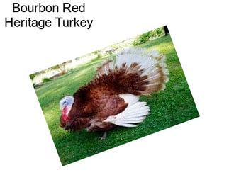 Bourbon Red Heritage Turkey