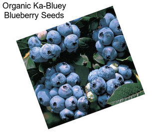 Organic Ka-Bluey Blueberry Seeds