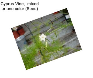 Cyprus Vine,  mixed or one color (Seed)