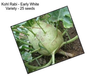 Kohl Rabi - Early White Variety - 25 seeds
