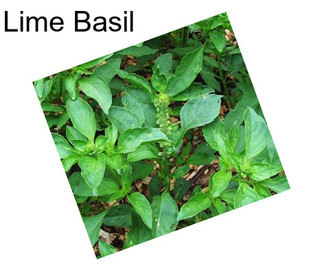 Lime Basil