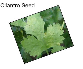 Cilantro Seed
