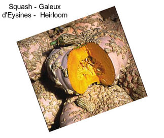 Squash - Galeux d\'Eysines -  Heirloom