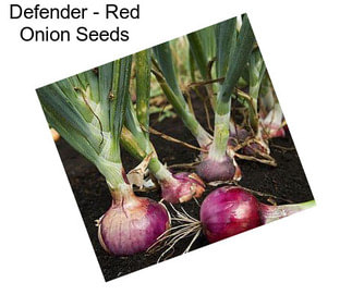 Defender - Red Onion Seeds