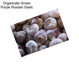 Organically Grown Purple Russian Garlic