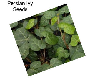 Persian Ivy Seeds