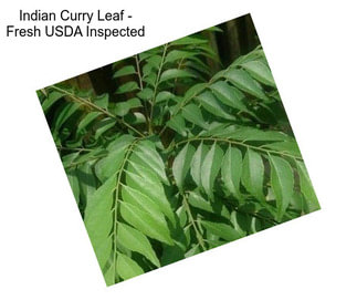 Indian Curry Leaf - Fresh USDA Inspected