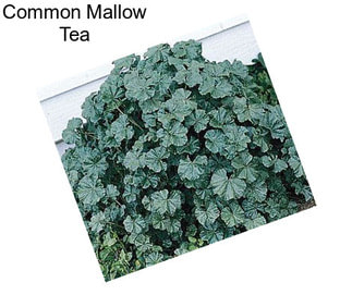 Common Mallow Tea