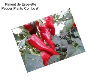 Piment de Espelette Pepper Plants Combo #1