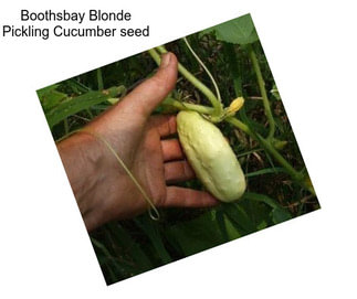 Boothsbay Blonde Pickling Cucumber seed