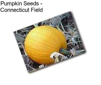 Pumpkin Seeds - Connecticut Field