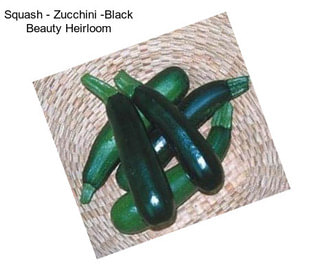 Squash - Zucchini -Black Beauty Heirloom