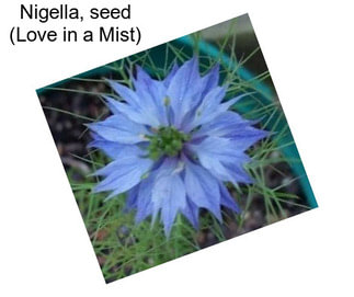 Nigella, seed (Love in a Mist)