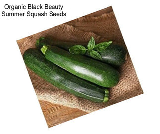 Organic Black Beauty Summer Squash Seeds