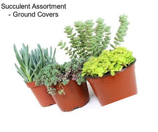 Succulent Assortment - Ground Covers