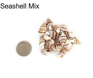 Seashell Mix