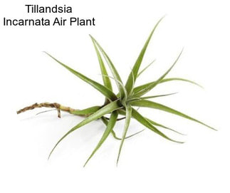 Tillandsia Incarnata Air Plant