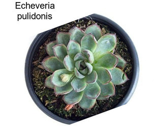 Echeveria pulidonis