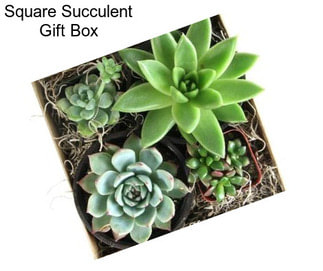 Square Succulent Gift Box