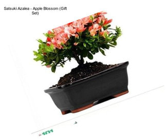 Satsuki Azalea - Apple Blossom (Gift Set)