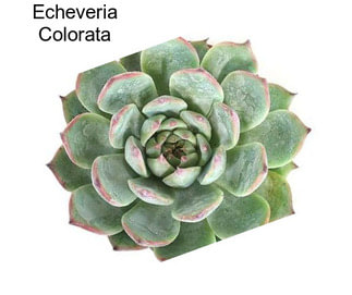 Echeveria Colorata