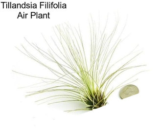 Tillandsia Filifolia Air Plant