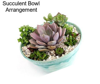 Succulent Bowl Arrangement