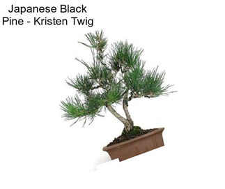 Japanese Black Pine - \