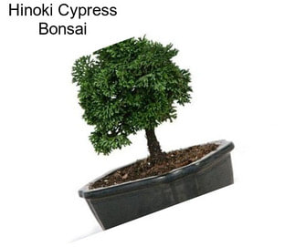Hinoki Cypress Bonsai