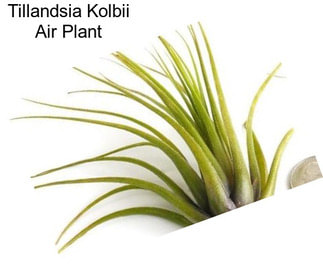 Tillandsia Kolbii Air Plant