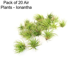 Pack of 20 Air Plants - Ionantha