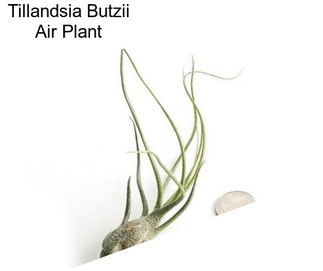 Tillandsia Butzii Air Plant