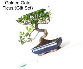 Golden Gate Ficus (Gift Set)