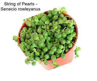 String of Pearls - Senecio rowleyanus