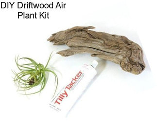 DIY Driftwood Air Plant Kit
