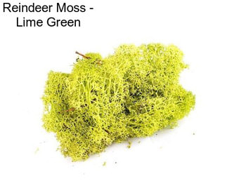 Reindeer Moss - Lime Green