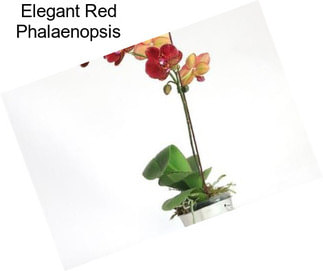 Elegant Red Phalaenopsis